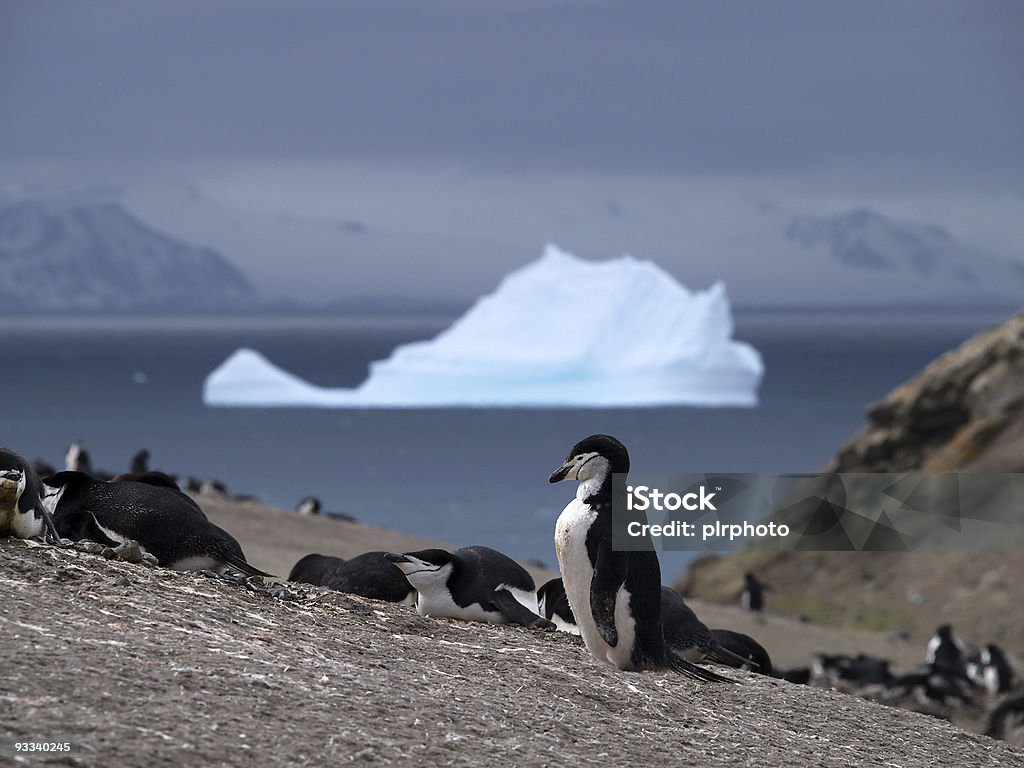 Pinguim-barbudo - Royalty-free Antártida Foto de stock