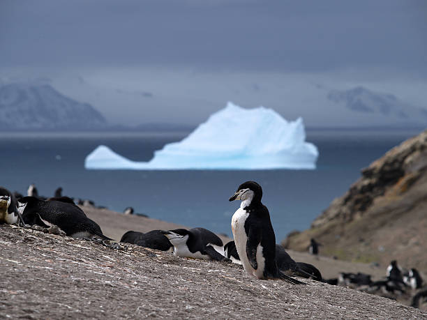 Pinguim da Antártica - foto de acervo