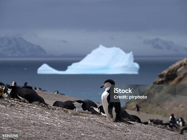 Pinguimbarbudo - Fotografias de stock e mais imagens de Antártida - Antártida, Calor, Carinhoso