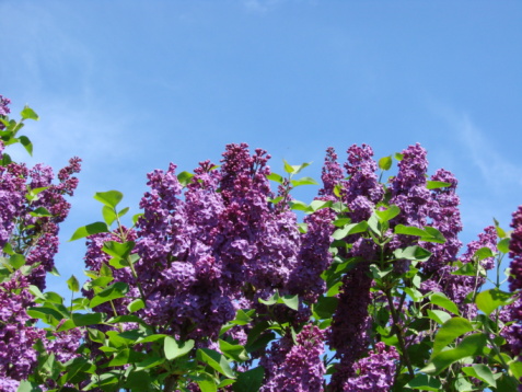 Purple lilacs against blue sky