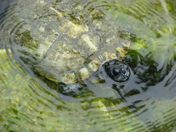 Waterturtle