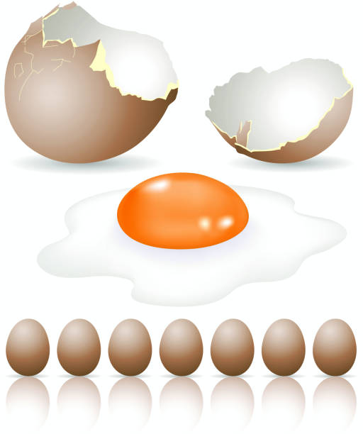 에그스 - white background brown animal egg ellipse stock illustrations