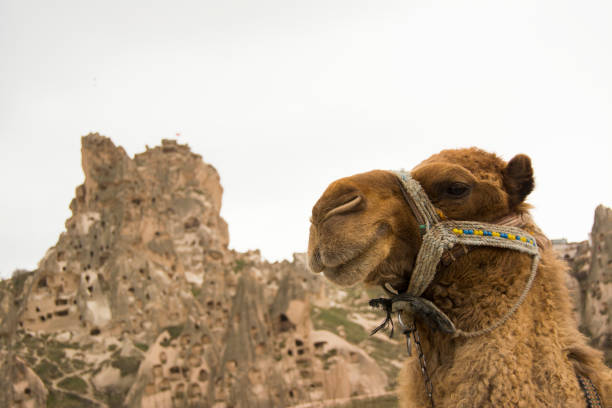 istock Tourism Camel at Cappadocia 933414262