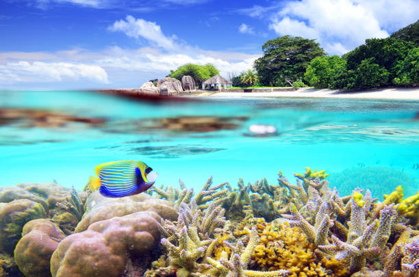 istock Split shot of tropical paradise 933415938