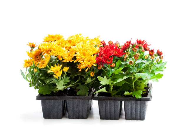 istock Colorful  Chrysanthemum flowers in small pots isolated on white 933417482