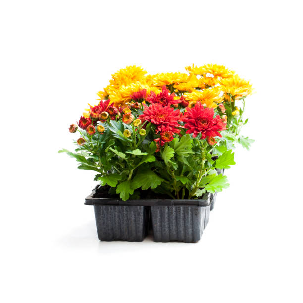 istock Colorful  Chrysanthemum flowers in small pots isolated on white 933418742