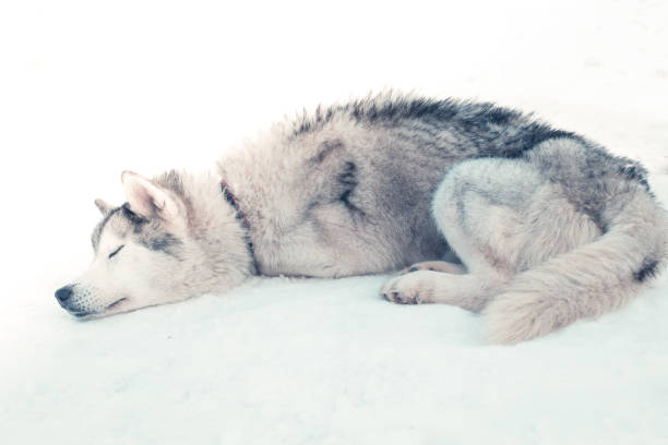 Siberian husky resting on the snow