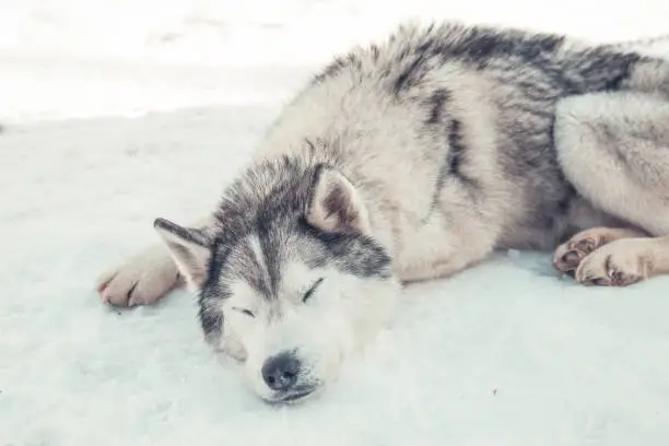 Photo of Siberian husky resting on the snow