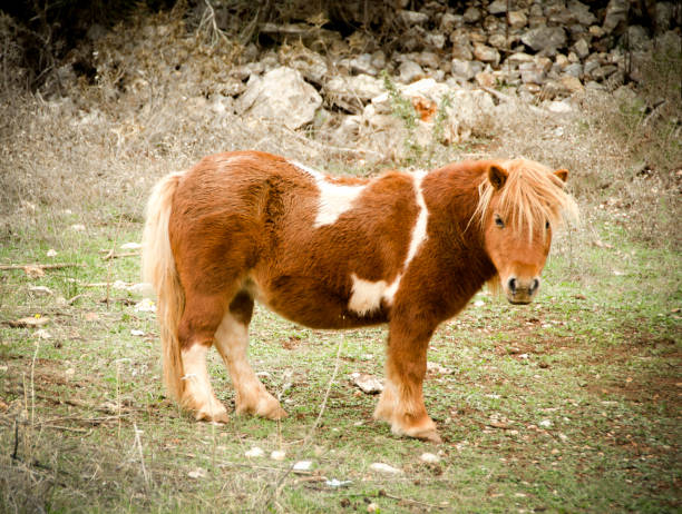 istock Brown with white spots miniature horse, small pony 933421464