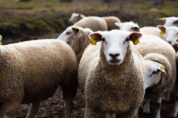 istock Textile lambs graze on the field near the farm 933424978