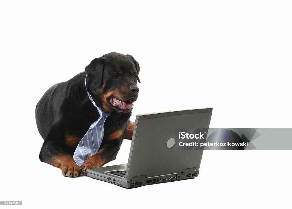 dog in a tie  Men Stock Photo