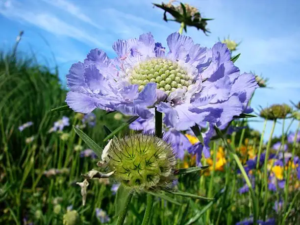 Wonderful scabiosa caucasica flower