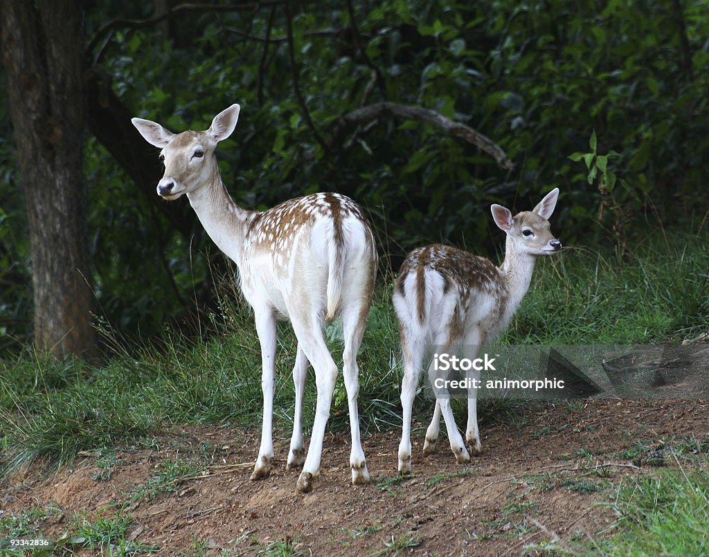 Doe and Fawn Axis Deer  Animal Stock Photo