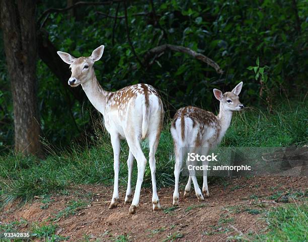 Doe And Fawn Axis Deer Stock Photo - Download Image Now - Animal, Axis Deer, Brown