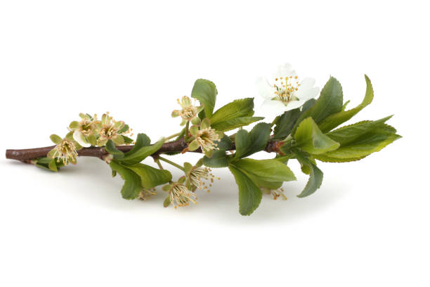 istock Plum flowers isolated on white background 933428464
