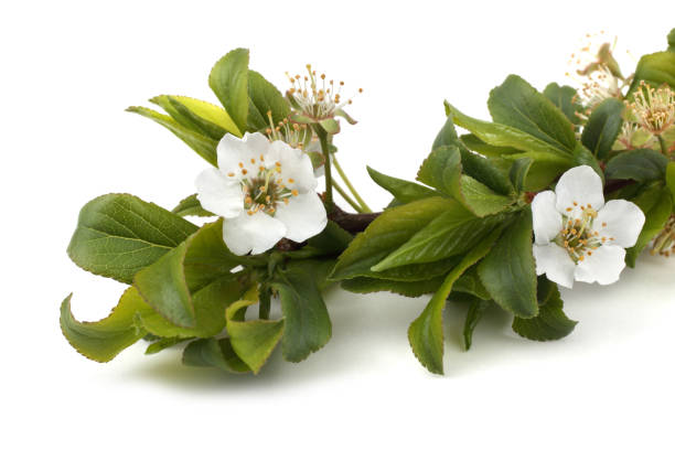 istock Plum flowers isolated on white background 933428678