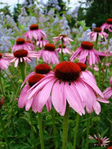 Coneflowers (echinacea) with bees at the Washington State Capitol garden.