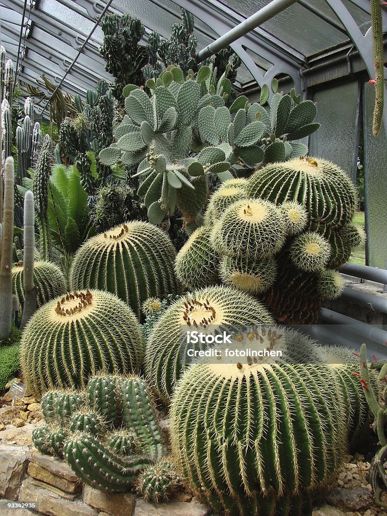 Gigantische Kakteen - Lizenzfrei Wilhelma Stock-Foto