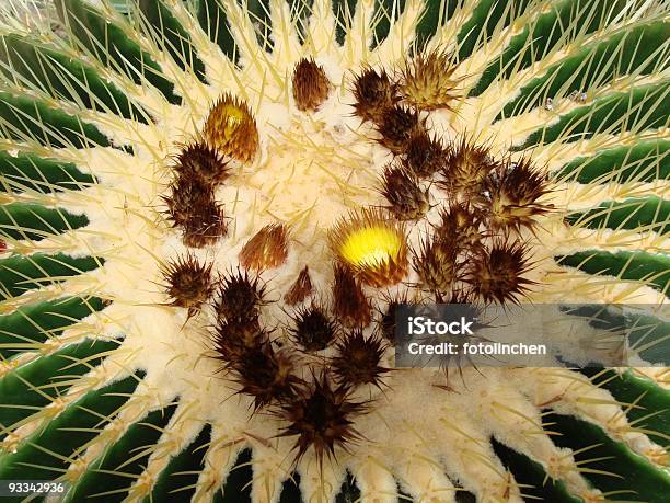 Giantkugelkaktus Stockfoto und mehr Bilder von Blüte - Blüte, Dornig, Farbbild