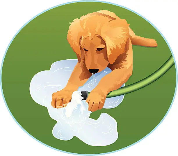 Vector illustration of Golden Retriever Puppy Plays With a Garden Hose