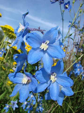 Close up of a cluster of Blue Plumbago flowers found in a Bermuda garden.