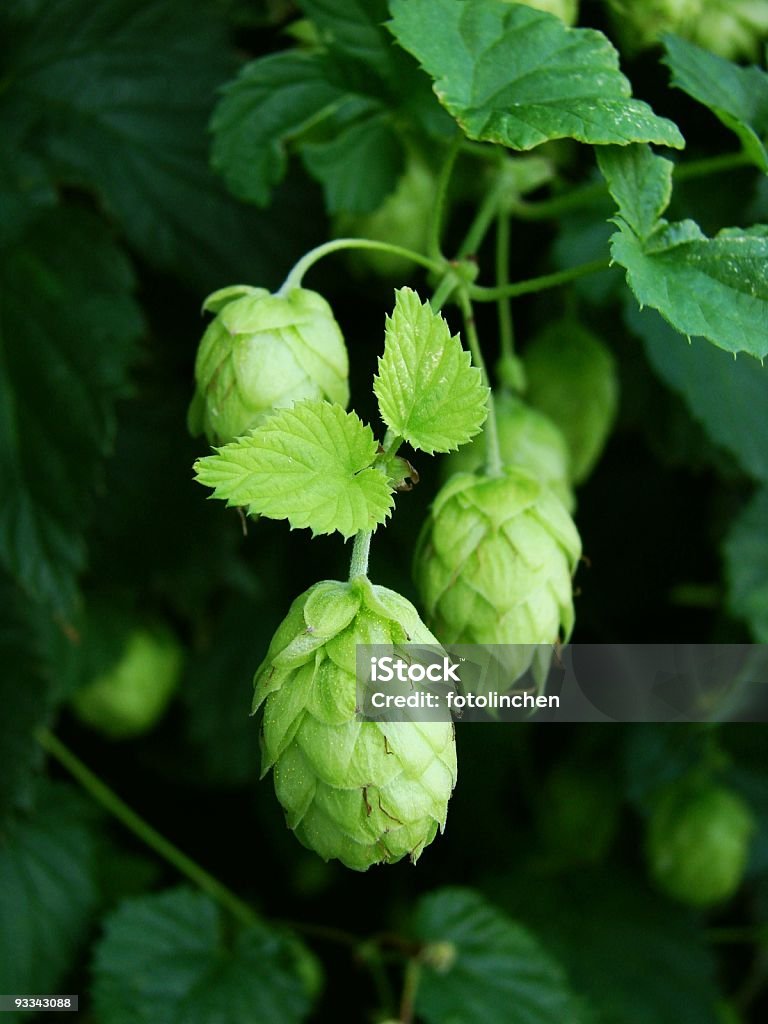 Sprünge - Lizenzfrei Hopfen Stock-Foto