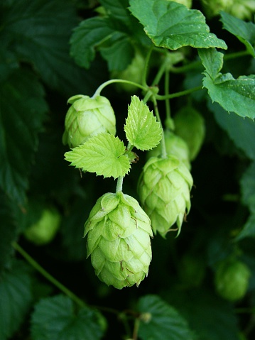 Green hops - Humulus lupulus