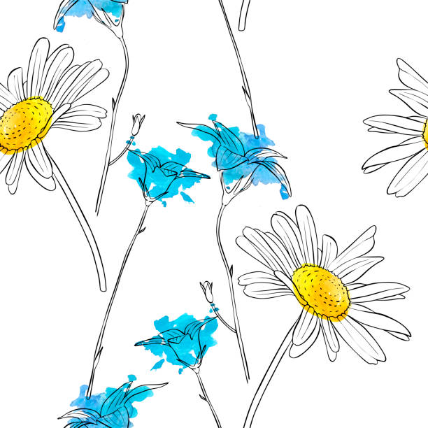 ilustrações de stock, clip art, desenhos animados e ícones de vector drawing flower of daisy - blue chamomile