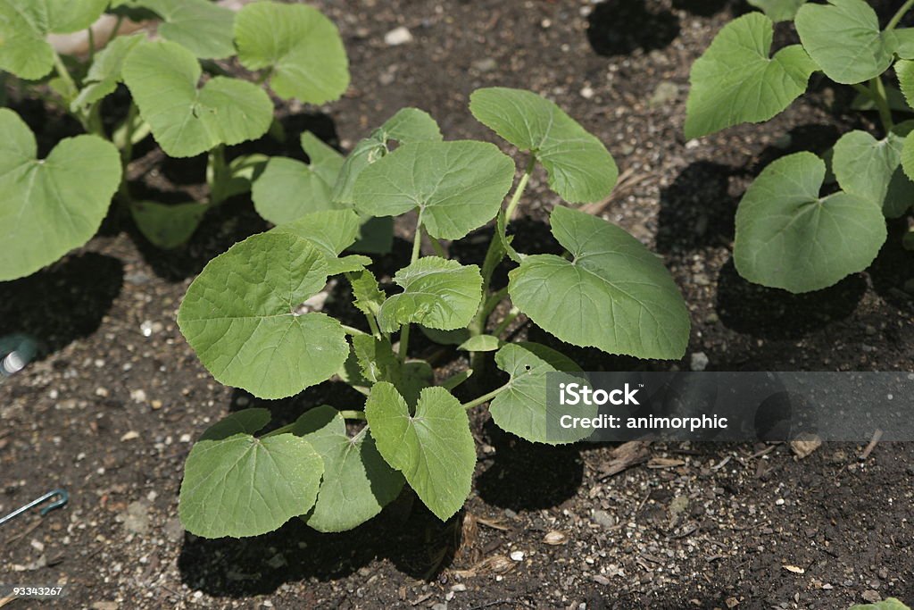 Joven Squash plantas de la primavera - Foto de stock de Aire libre libre de derechos