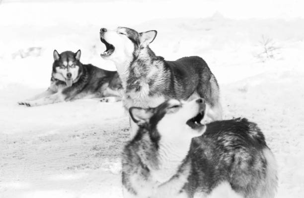Siberian husky pack in the snow