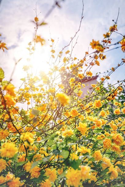 Yellow blooming tree in the forest