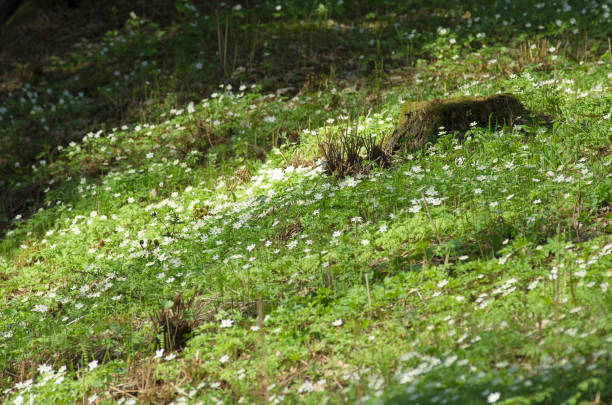 Spring primroses on a green slope with a old stump Set of spring primroses have opened buds under beams of the spring sun on a green slope with old stump spring bud selective focus outdoors stock pictures, royalty-free photos & images