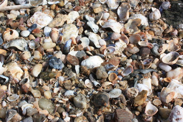 istock seashells on the sand of the beach 933439146
