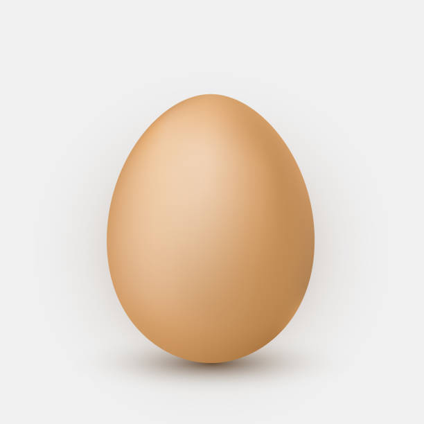 ilustrações de stock, clip art, desenhos animados e ícones de realistic brown egg with shadow on white background - white background brown animal egg ellipse