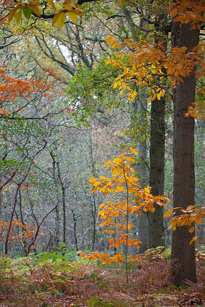 Autumn forest scene stock photo