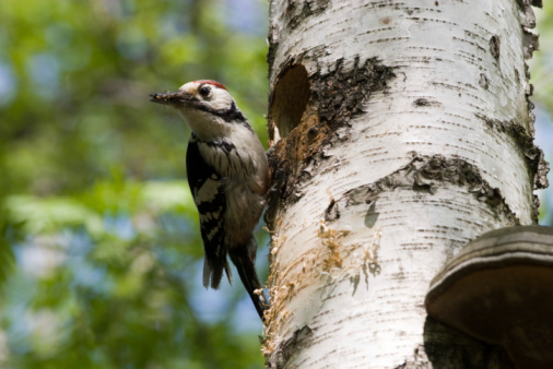 Great Spotted Woodpecker (Dendrocopos major) bird sitting on a tree next to a hole while feeding a chick in its nest hole in a tree during springtime in a forest.