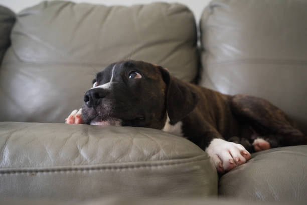 istock American Bulldog on the couch 933446772