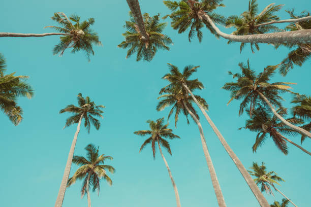 istock Tropical coconut palm trees vintage toned 933449990