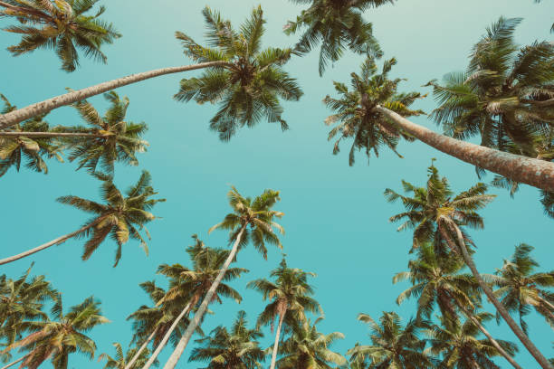 tropical coconut palm trees vintage toned - goa beach india green imagens e fotografias de stock