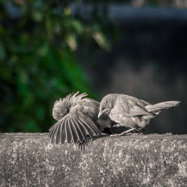 ジャングルチメドリ - jungle babbler ストックフォトと画像