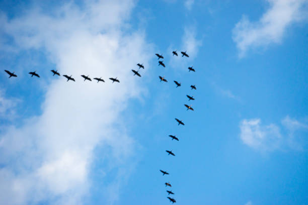istock Group of Common crane  in the cloudy sky above 933451144