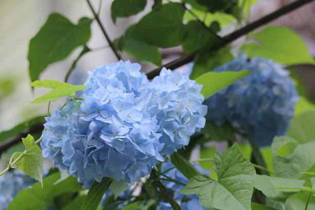 istock Hydrangea closeup on a walk in the garden 933453908