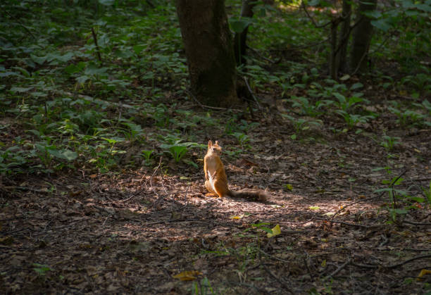 istock young beautiful red squirrel standing and looking at the forest track in sunlight 933454050