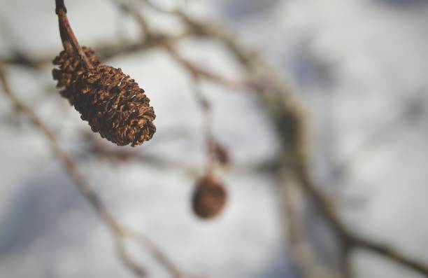 istock Nature in the winter 933454422