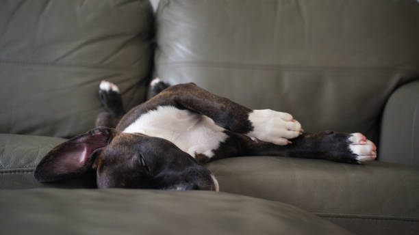 istock American Bulldog on the couch 933454994