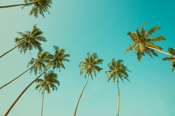 istock Tropical coconut palm trees vintage toned 933455252