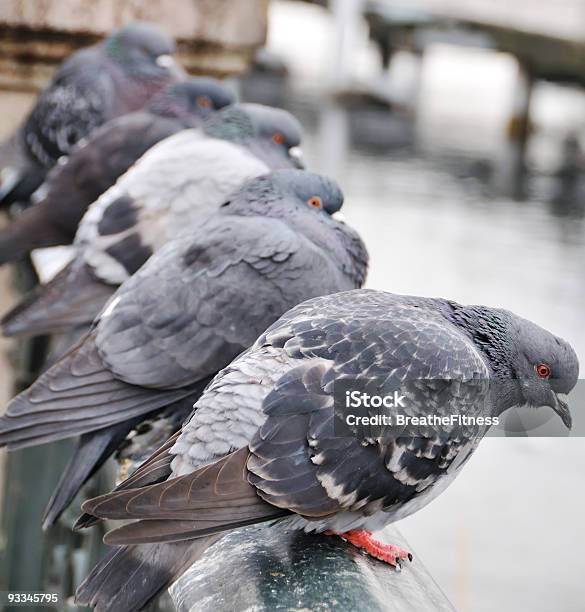 Foto de Linha De Pigeons e mais fotos de stock de Animal - Animal, Asa animal, Bando de Pássaros