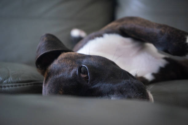 istock American Bulldog on the couch 933457966