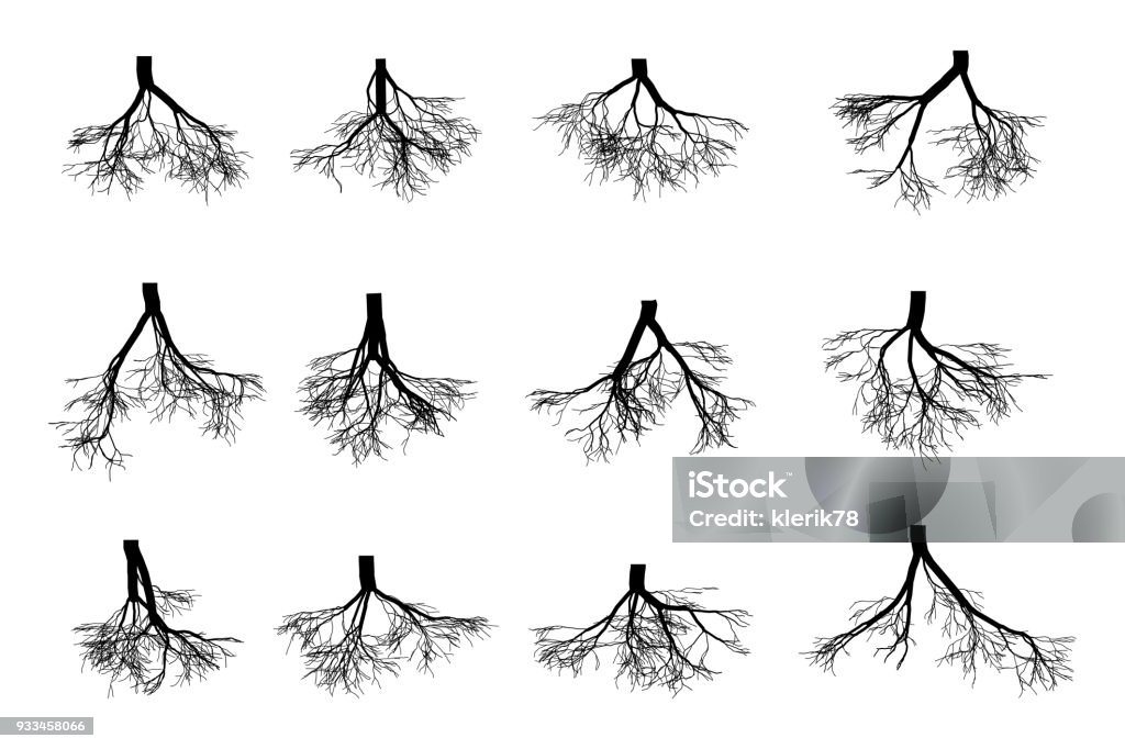 Tree roots set isolated on white background . Black image of roots underground, part of the body of a plant grows downward into the soil. Vector flat style cartoon illustration Tree roots set isolated on white background . Black image of roots underground, part of the body of a plant grows downward into the soil. Vector flat style cartoon illustration. Root stock vector