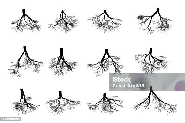 Tree Roots Set Isolated On White Background Black Image Of Roots Underground Part Of The Body Of A Plant Grows Downward Into The Soil Vector Flat Style Cartoon Illustration Stock Illustration - Download Image Now